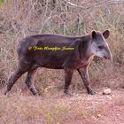 Tapir