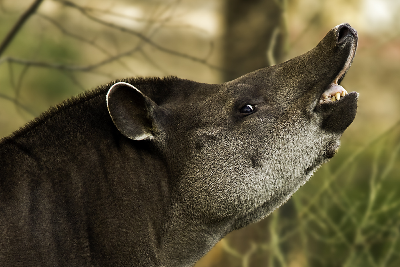 Tapir