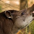 Tapir