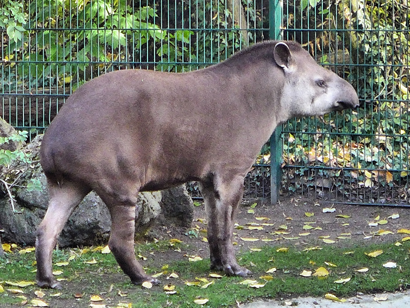 Tapir