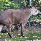 Tapir