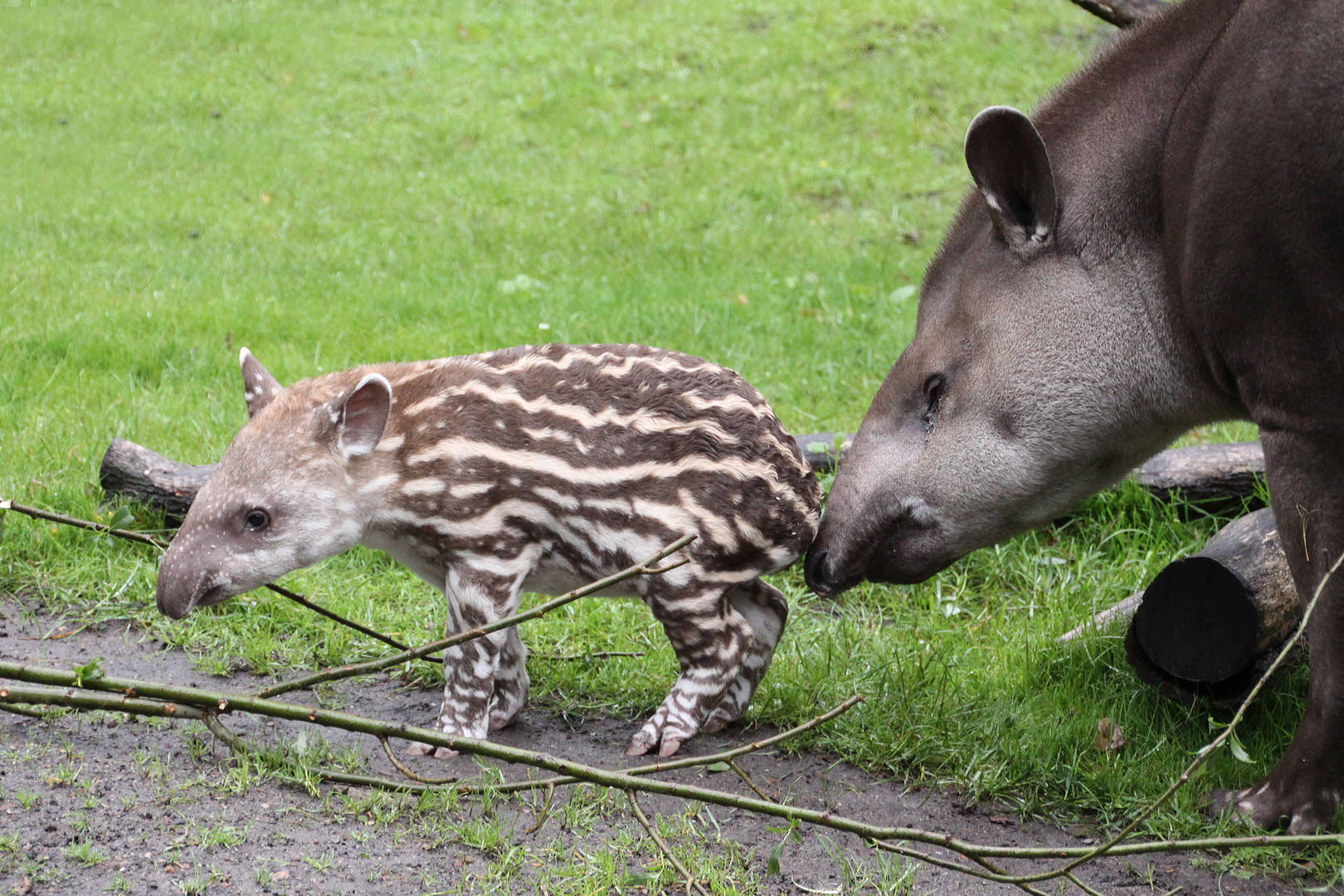 Tapir