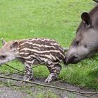 Tapir