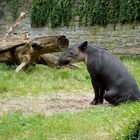 Tapir