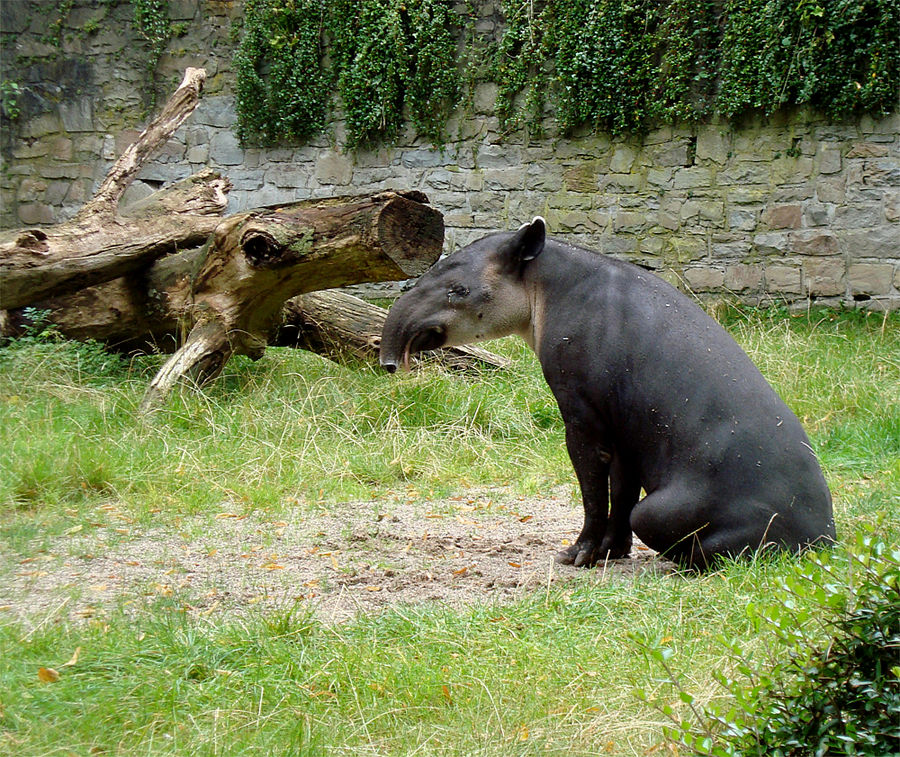 Tapir