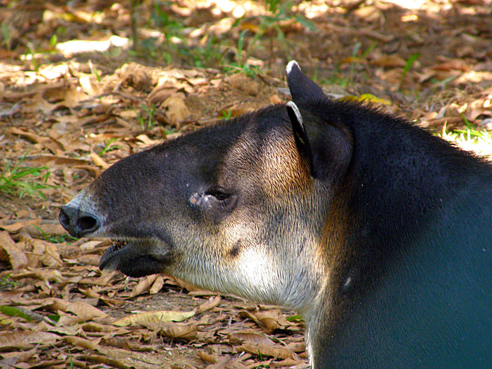 Tapir