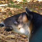 Tapir