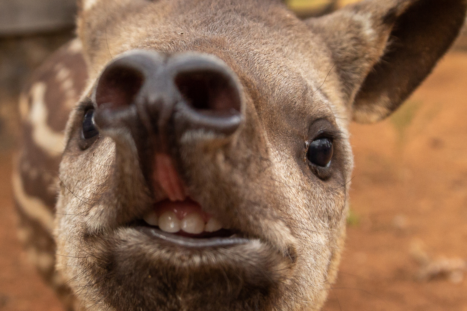 Tapir-Baby hautnah und sehr sympathisch!