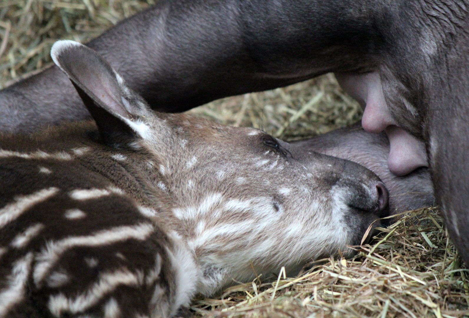 Tapir-Baby Luara 2