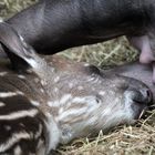 Tapir-Baby Luara 2