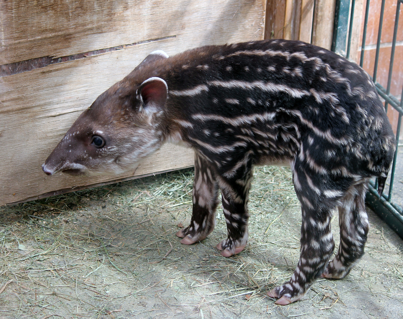 Tapir-Baby Luara