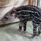 Tapir-Baby Luara