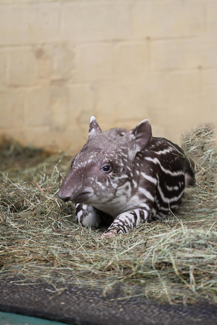Tapir Baby Pablo