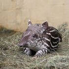 Tapir Baby Pablo