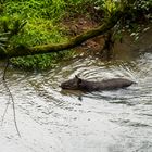 Tapir