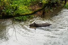 Tapir