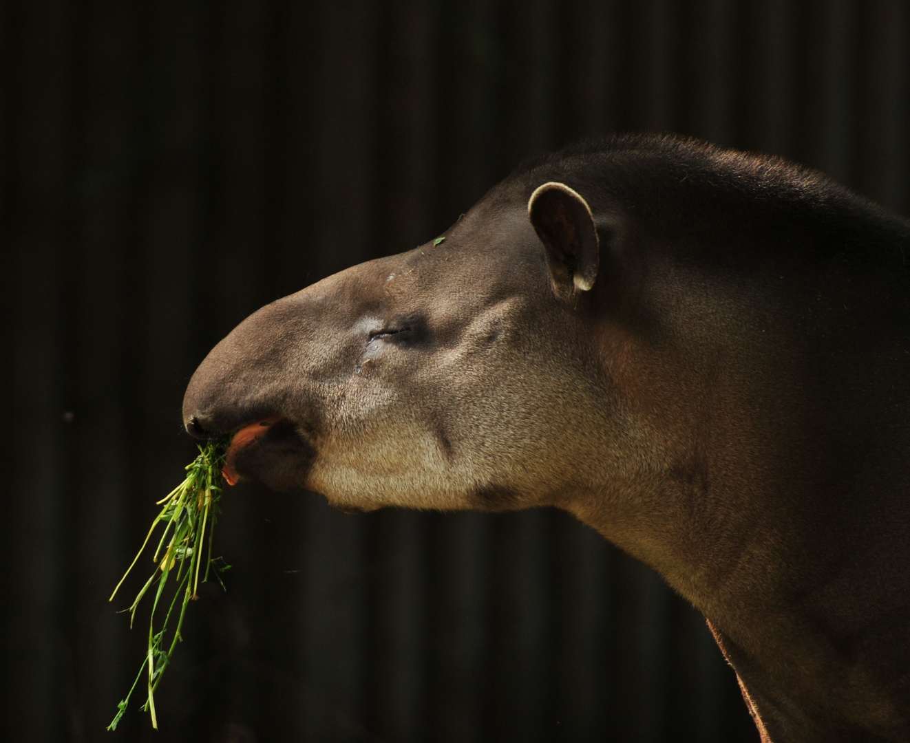 Tapir, Berliner-Zoo 08/2014, ( 04 )