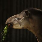 Tapir, Berliner-Zoo 08/2014, ( 04 )