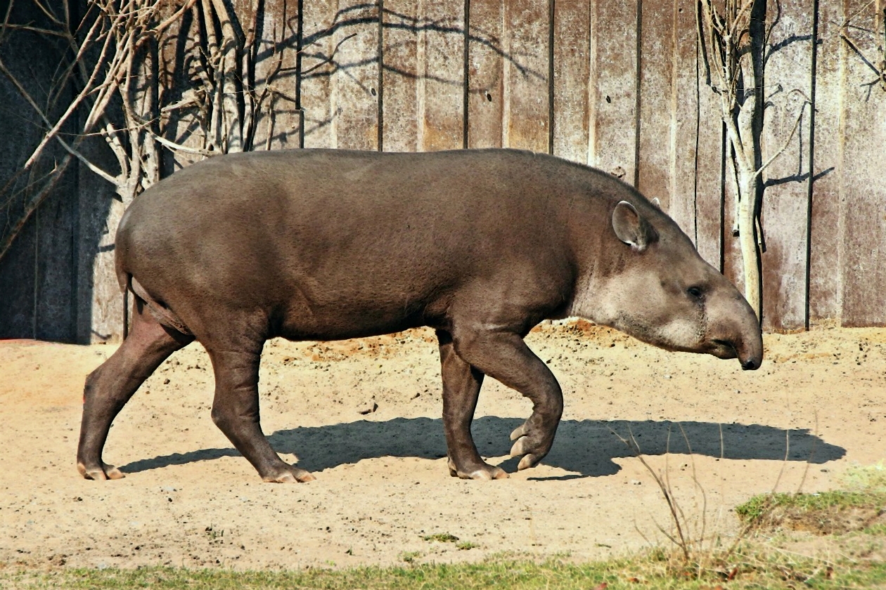 Tapir