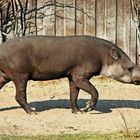 Tapir