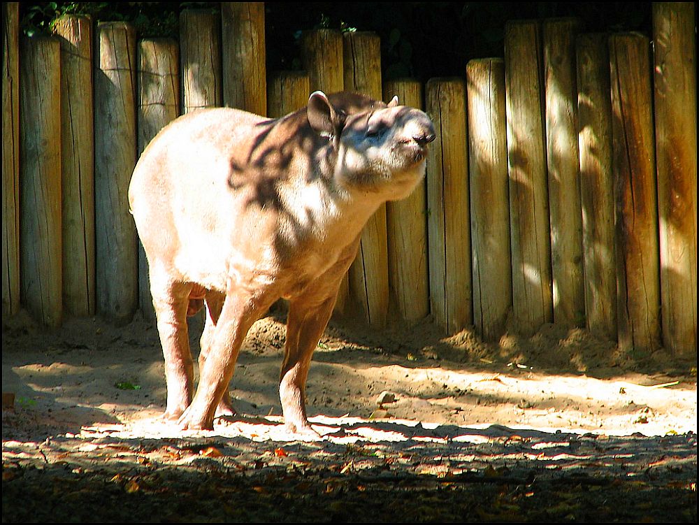 Tapir