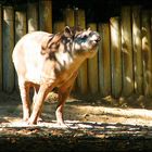 Tapir