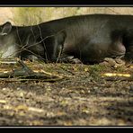 tapir