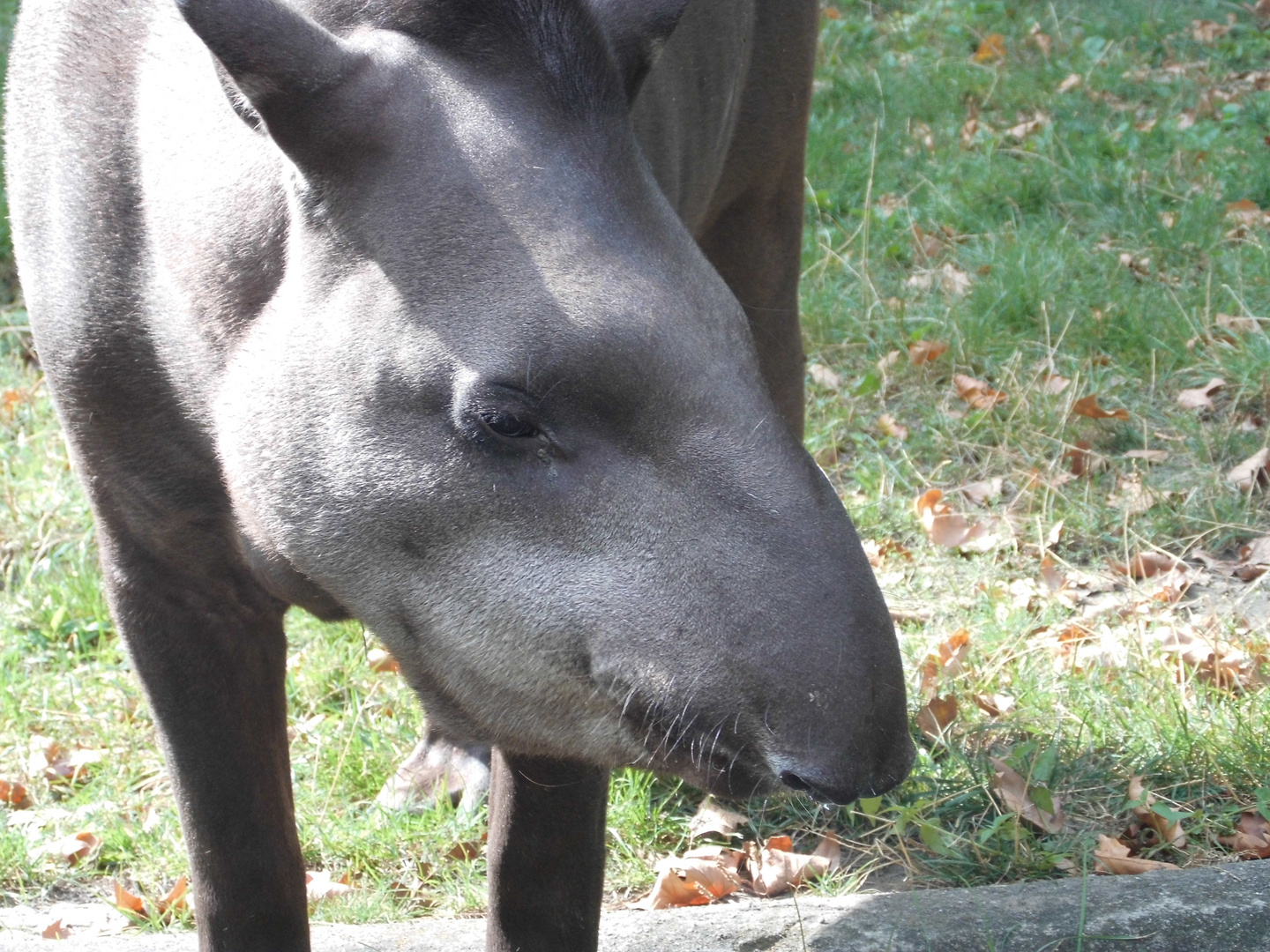 Tapir