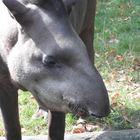 Tapir