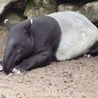 Tapir