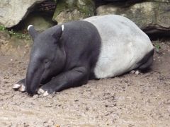 Tapir