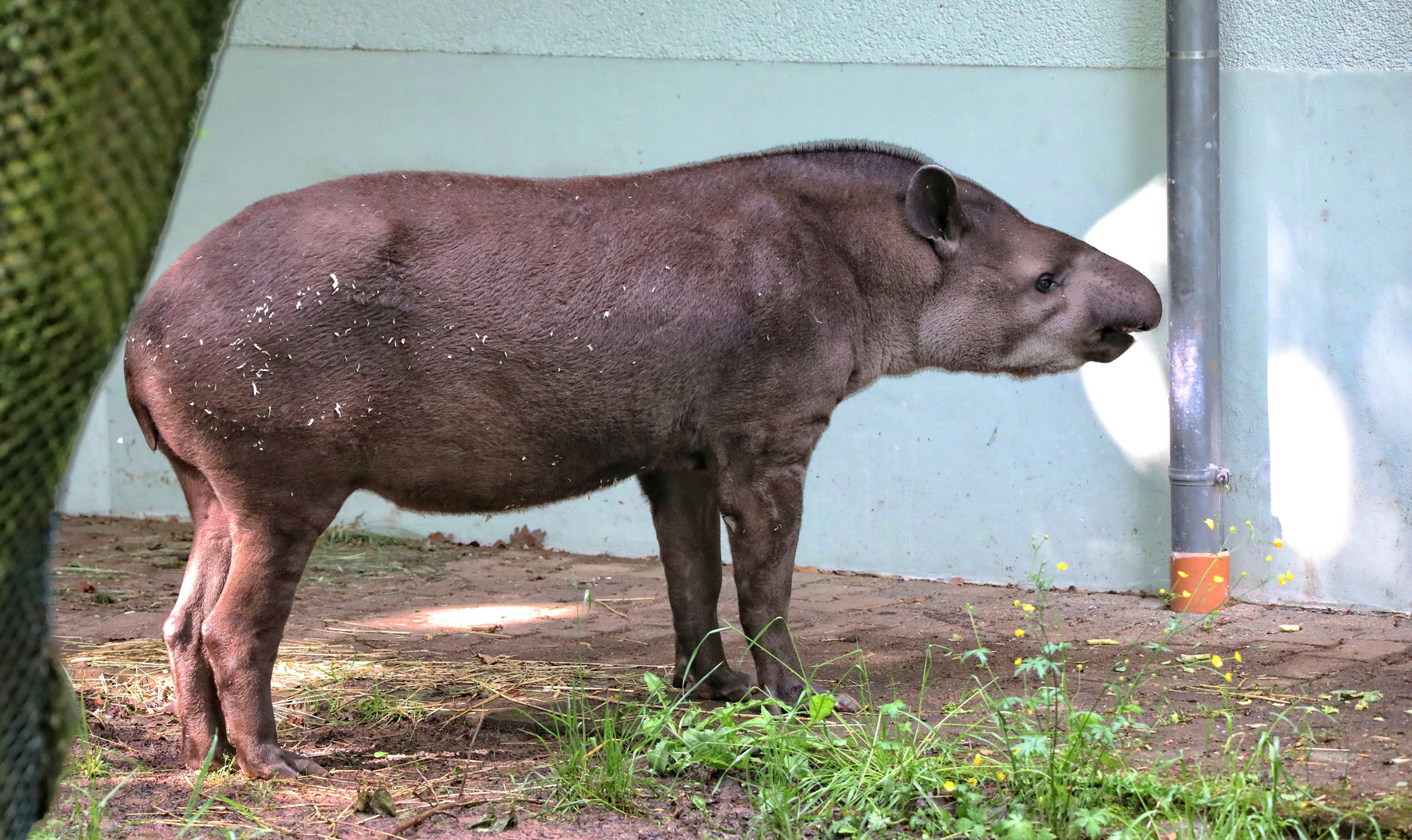 TAPIR