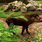 tapir