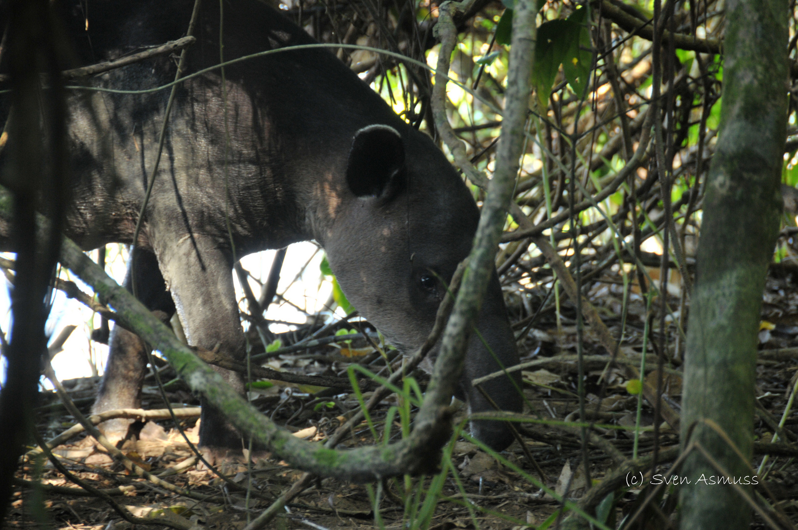 Tapir en el Parque Nacional Corcovado