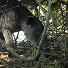 Tapir en el Parque Nacional Corcovado