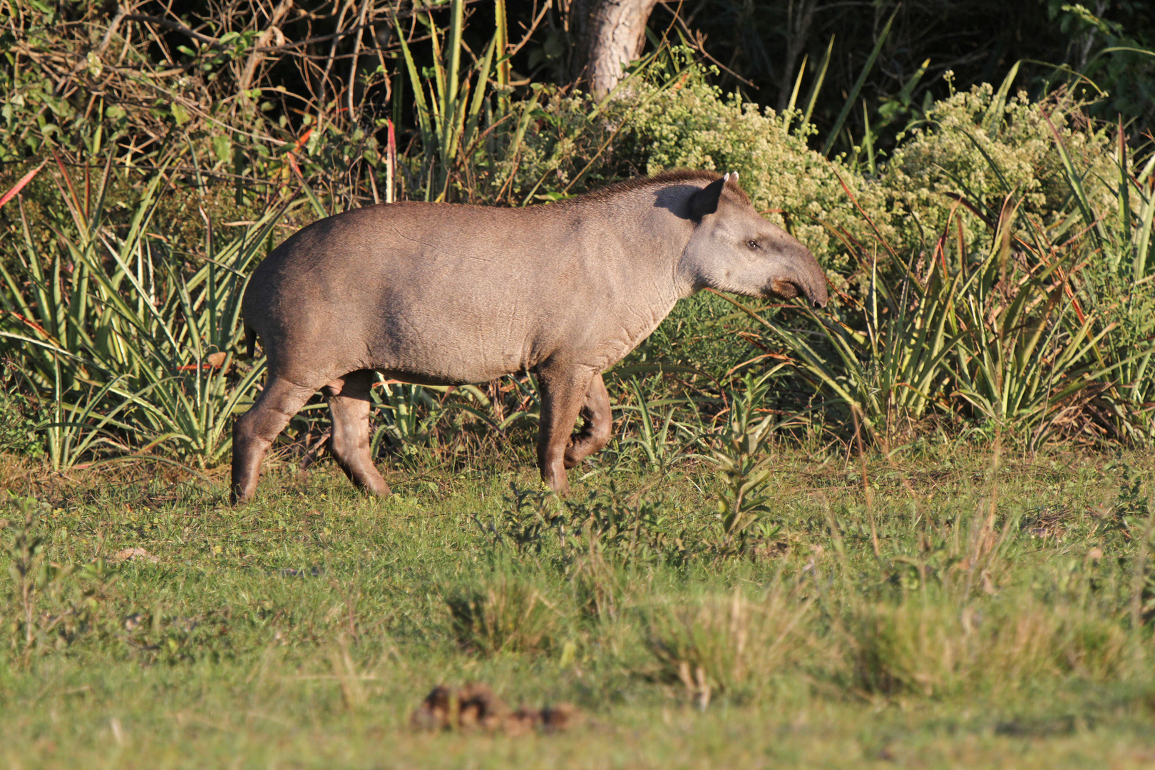 Tapir