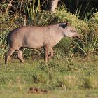 Tapir