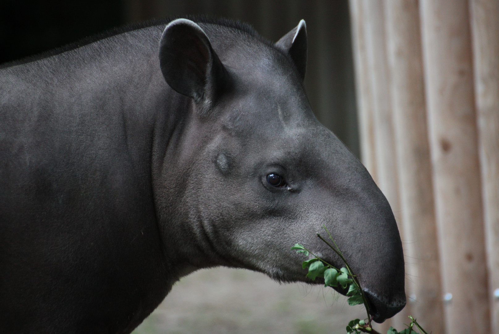 Tapir hat Hunger