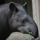 Tapir hat Hunger