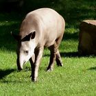 Tapir im Kölner Zoo