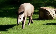Tapir im Kölner Zoo