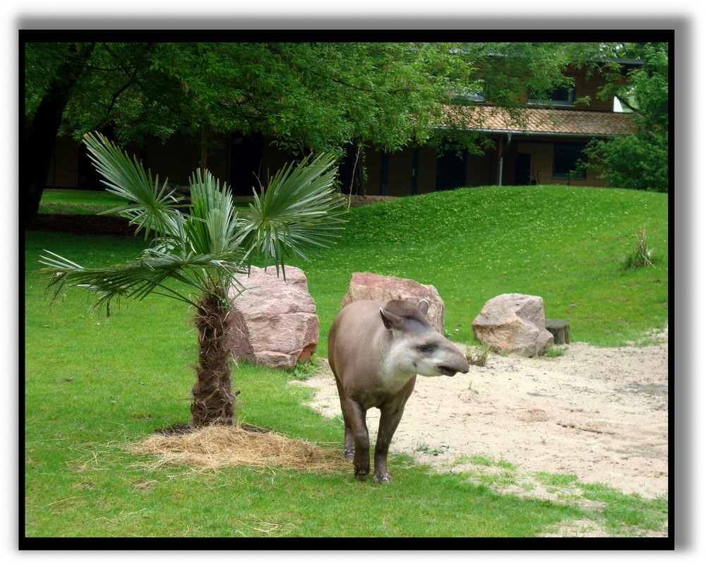 Tapir im Kölner Zoo