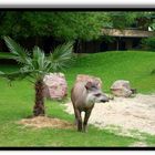 Tapir im Kölner Zoo