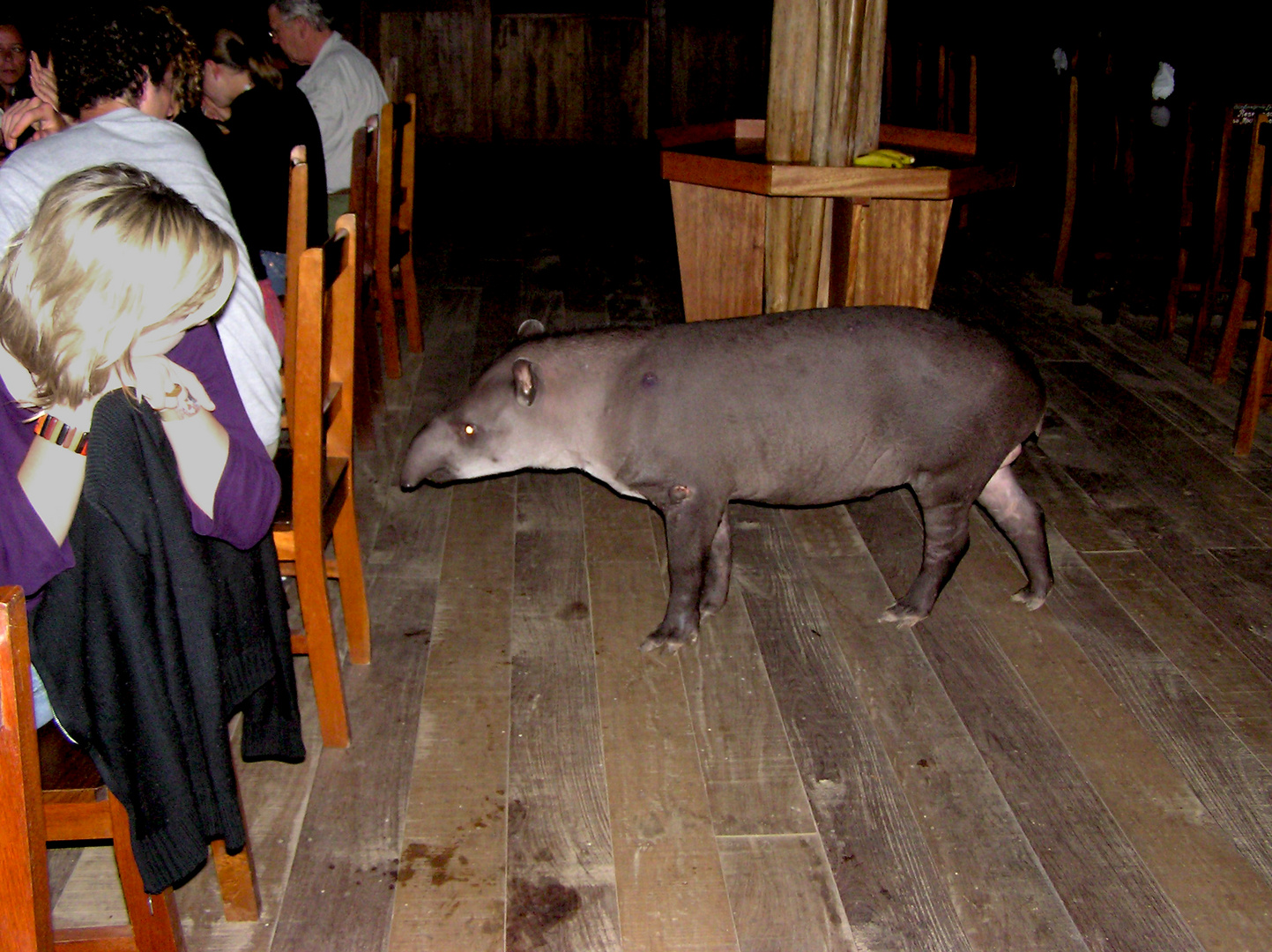 Tapir im Regenwald