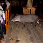 Tapir im Regenwald