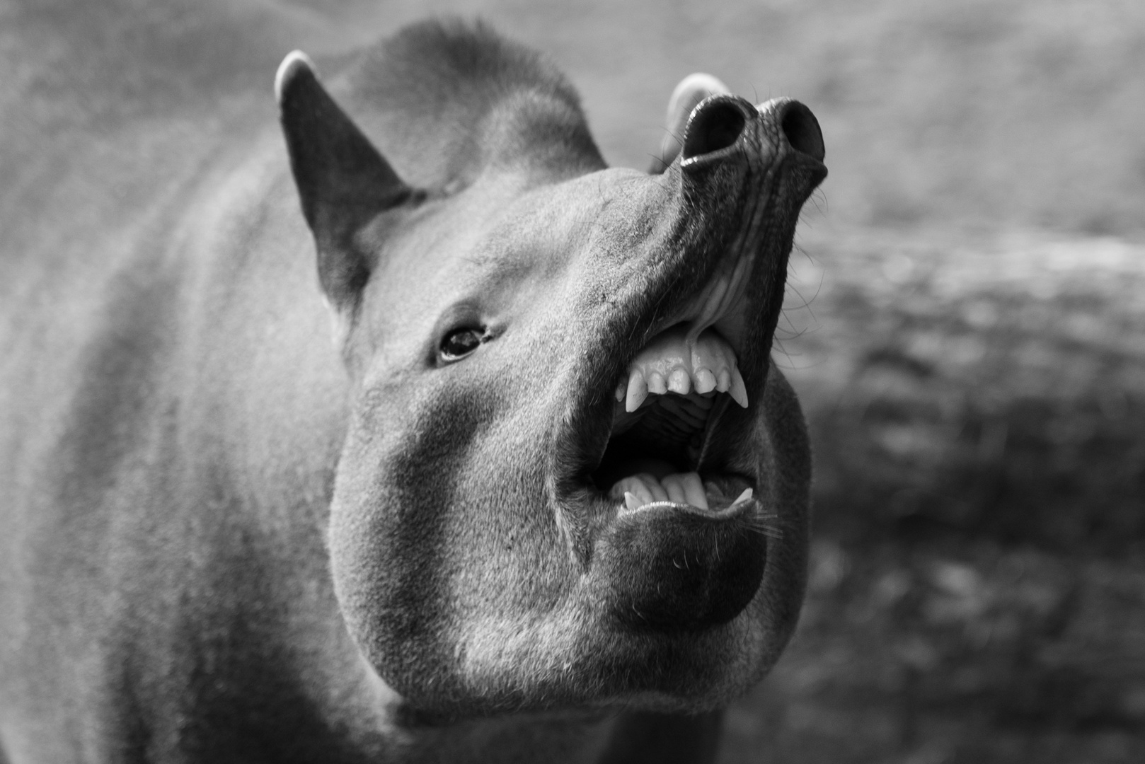 Tapir - irgendwie menschlich