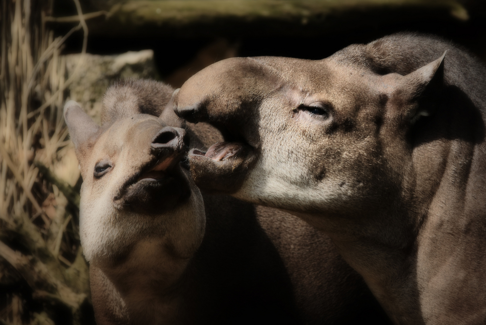 Tapir ist geduldig