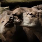 Tapir ist geduldig