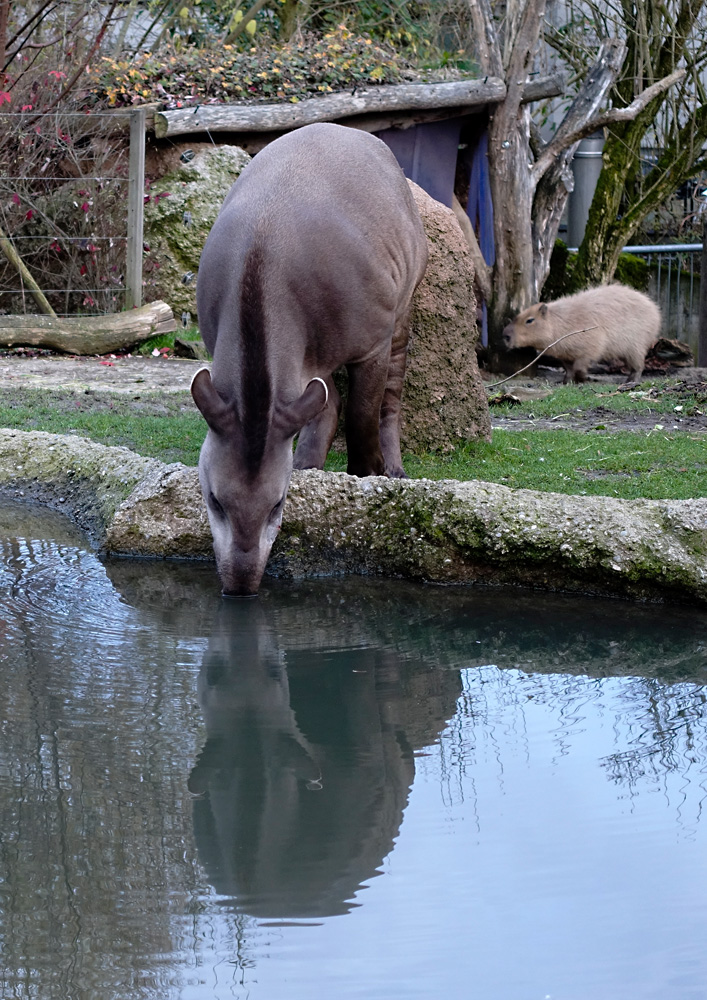 Tapir küsst sein Spiegelbild