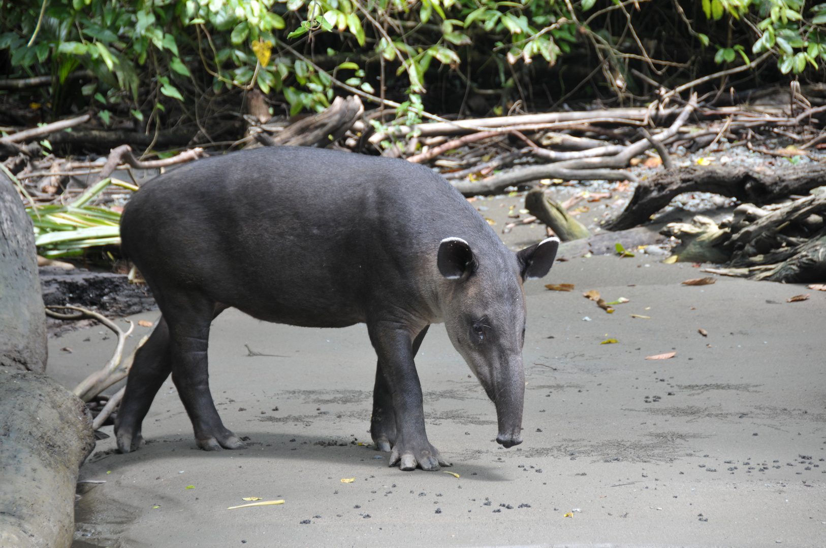 Tapir kurz vor dem Bad im Fluss